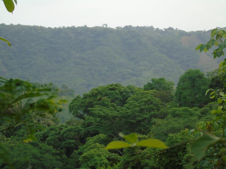 La ampliación de la escala del reclutamiento de especies arbóreas en un paisaje tropical